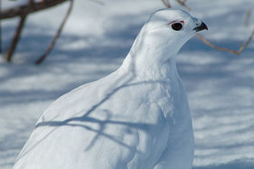 ptarmigan.jpg